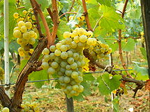 215px-Chardonnay_Moldova
