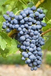 Cabernet-Sauvignon-Grapes