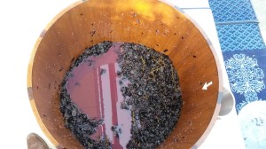 The stomp extraction..